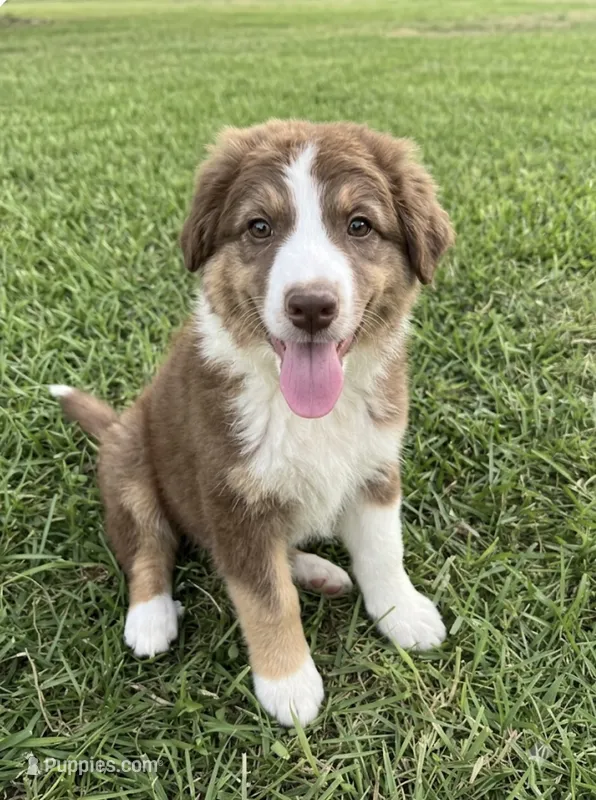REDUCED  – Australian Shepherd puppy for sale in Peebles, OH