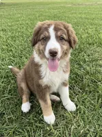 REDUCED , a male Australian Shepherd for sale in Peebles, OH – 1 of 1