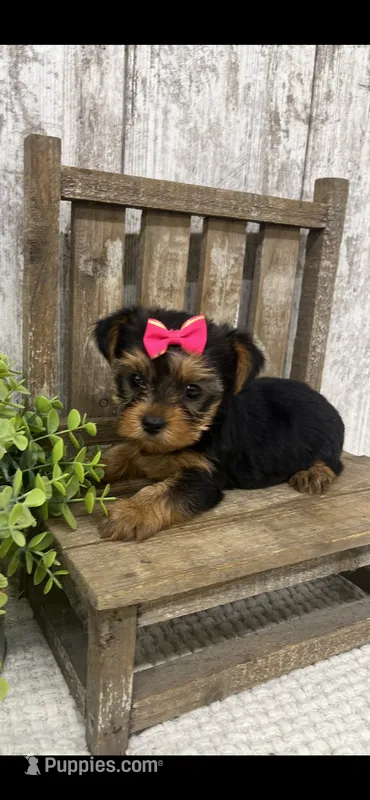 Female Yorkie – Yorkshire Terrier puppy for sale in Peebles, OH