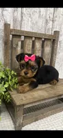 Female Yorkie, a female Yorkshire Terrier for sale in Peebles, OH – 1 of 1