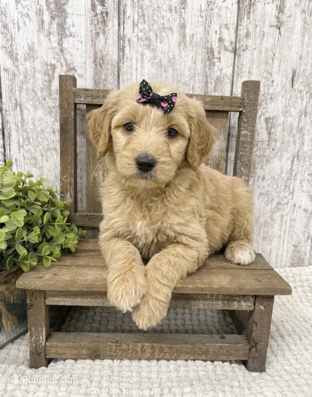 Female 3 – Goldendoodle puppy for sale in Peebles, OH