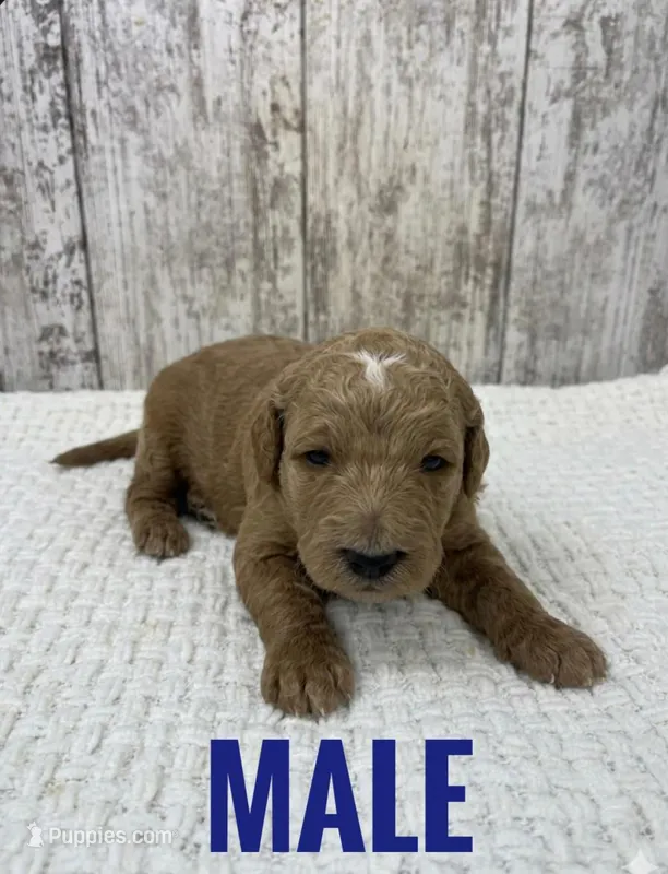 Male Goldendoodle – Goldendoodle puppy for sale in Peebles, OH