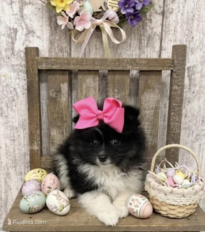 Pink Bow Female Pom – Pomeranian puppy for sale in Peebles, OH