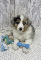 Merle Aussie , a male Australian Shepherd for sale in Peebles, OH – 1 of 1