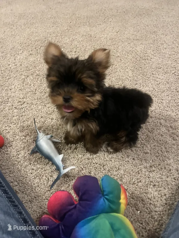 Female Yorkie – Yorkshire Terrier puppy for sale in Peebles, OH