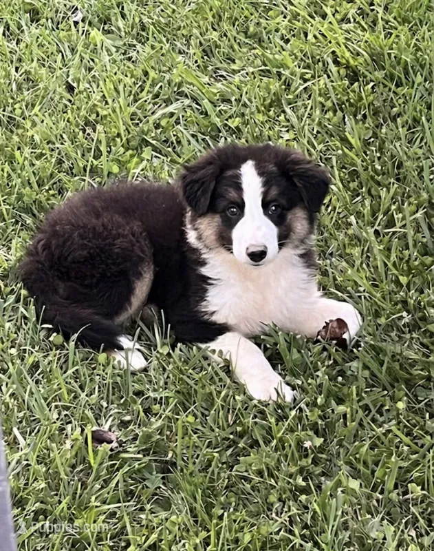 REDUCED  – Australian Shepherd puppy for sale in Peebles, OH