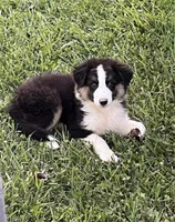 REDUCED , a female Australian Shepherd for sale in Peebles, OH – 1 of 1