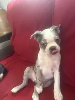 Sparkle, a female Boston Terrier for sale in Louisville, KY – 1 of 5