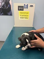 Star, a female Boston Terrier for sale in Louisville, KY – 5 of 5