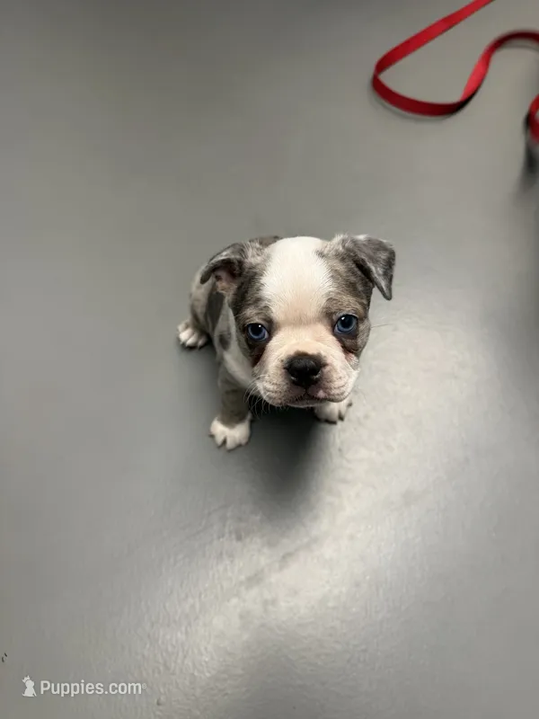 Sparkle – Boston Terrier puppy for sale in Louisville, KY