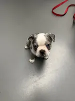 Sparkle, a female Boston Terrier for sale in Louisville, KY – 1 of 3
