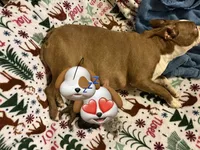 Sweet Ruby, a female Boston Terrier for sale in Louisville, KY – 3 of 3