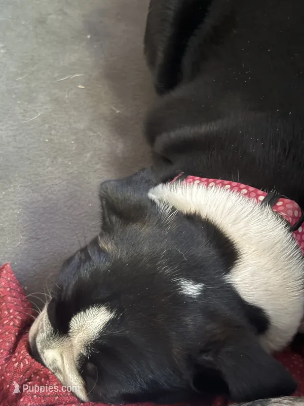 Star – Boston Terrier puppy for sale in Louisville, KY
