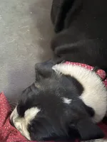 Star, a female Boston Terrier for sale in Louisville, KY – 1 of 3