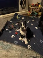 Star, a female Boston Terrier for sale in Louisville, KY – 1 of 5