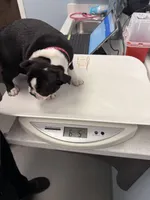 Star, a female Boston Terrier for sale in Louisville, KY – 2 of 3