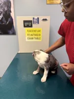 Sparkle, a female Boston Terrier for sale in Louisville, KY – 5 of 5