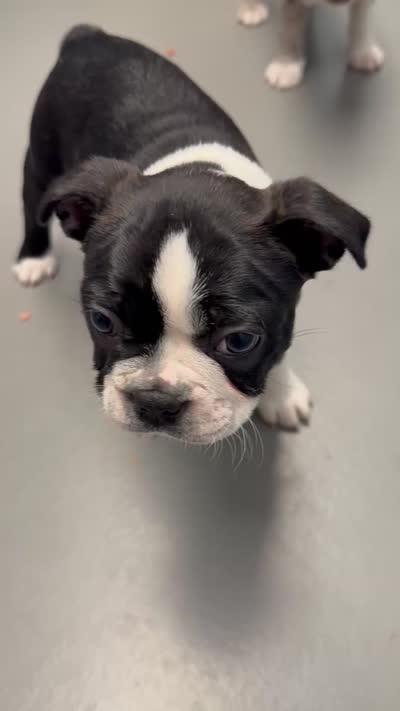 Star, a female Boston Terrier for sale in Louisville, KY – 3 of 3