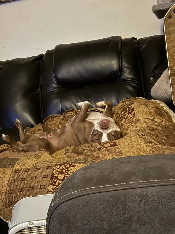 Sweet Ruby – Boston Terrier puppy for sale in Louisville, KY