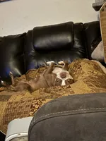 Sweet Ruby, a female Boston Terrier for sale in Louisville, KY – 1 of 3