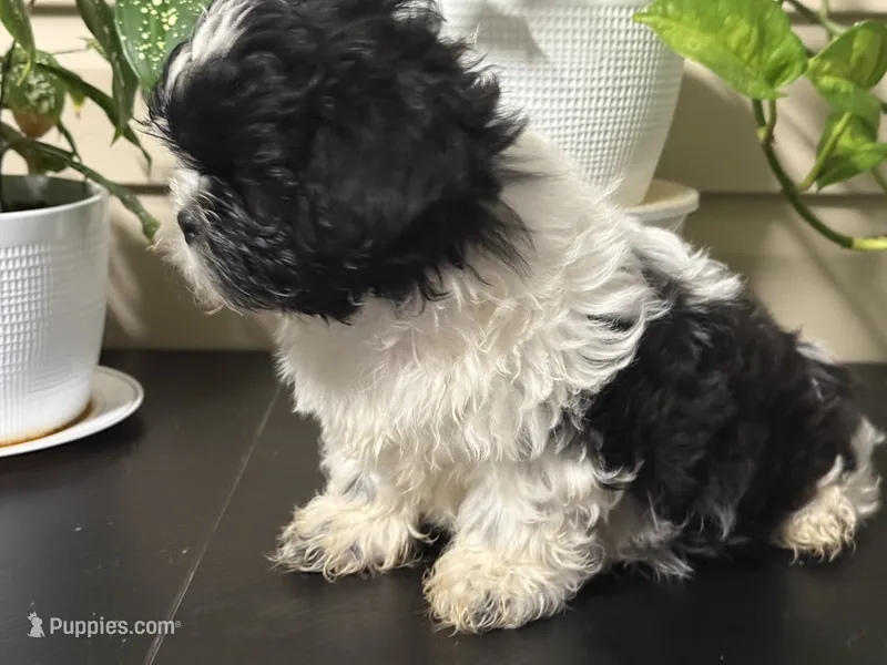 Puppy 1 – Shih Tzu puppy for sale in Candler, NC