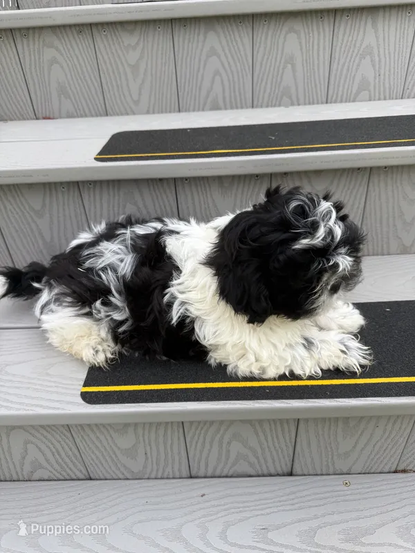 Puppy 1 – Shih Tzu puppy for sale in Candler, NC