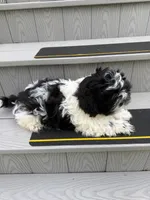 Puppy 1, a male Shih Tzu for sale in Candler, NC – 1 of 5