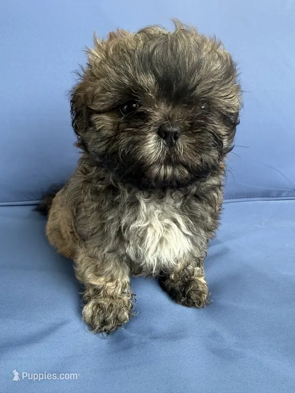 Puppy 4 – Shih Tzu puppy for sale in Candler, NC