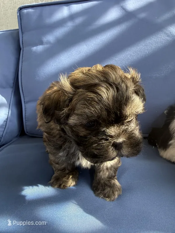 Puppy 4 – Shih Tzu puppy for sale in Candler, NC