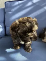 Photo of Puppy 4