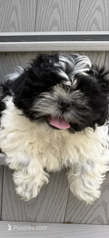 Puppy 1 – Shih Tzu puppy for sale in Candler, NC