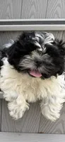 Puppy 1, a male Shih Tzu for sale in Candler, NC – 2 of 5