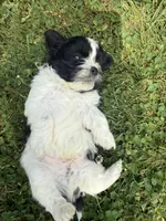 Puppy 1, a male Shih Tzu for sale in Candler, NC – Photo 2 of 3
