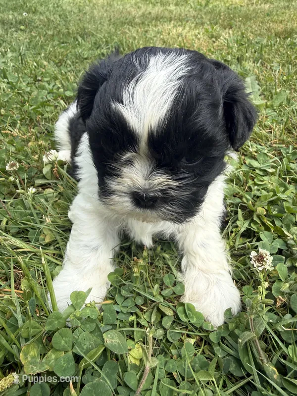 Puppy 1 – Shih Tzu puppy for sale in Candler, NC