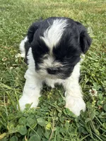 Puppy 1, a male Shih Tzu for sale in Candler, NC – Photo 1 of 3