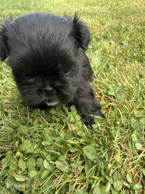 Puppy 3 – Shih Tzu puppy for sale in Candler, NC