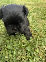 Puppy 3, a female Shih Tzu for sale in Candler, NC – Photo 1 of 2