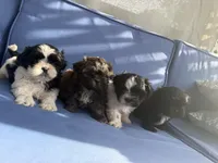 Puppy 2, a male Shih Tzu for sale in Candler, NC – Photo 2 of 4