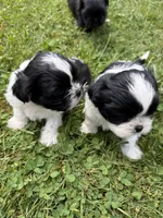 Puppy 2, a male Shih Tzu for sale in Candler, NC – Photo 3 of 4