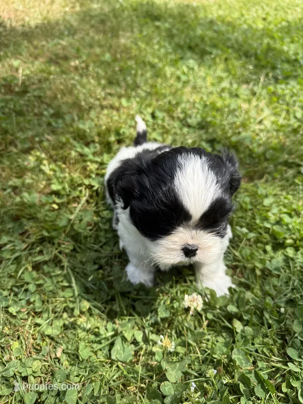 Puppy 2 – Shih Tzu puppy for sale in Candler, NC