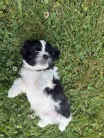 Puppy 2, a male Shih Tzu for sale in Candler, NC – Photo 4 of 4