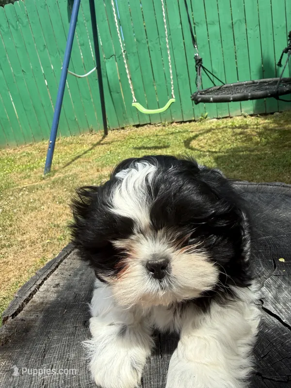 Puppy 2 – Shih Tzu puppy for sale in Candler, NC