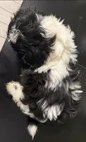 Puppy 1, a male Shih Tzu for sale in Candler, NC – 5 of 5