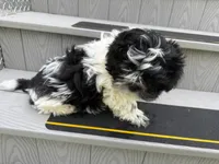 Puppy 1, a male Shih Tzu for sale in Candler, NC – 3 of 5