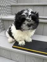 Puppy 1, a male Shih Tzu for sale in Candler, NC – 4 of 5