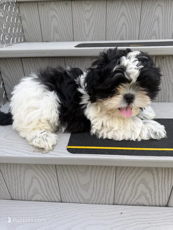 Puppy 2 – Shih Tzu puppy for sale in Candler, NC