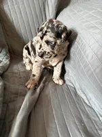 Maximus (black), a male Great Dane for sale in Lynchburg, VA – Photo 3 of 3