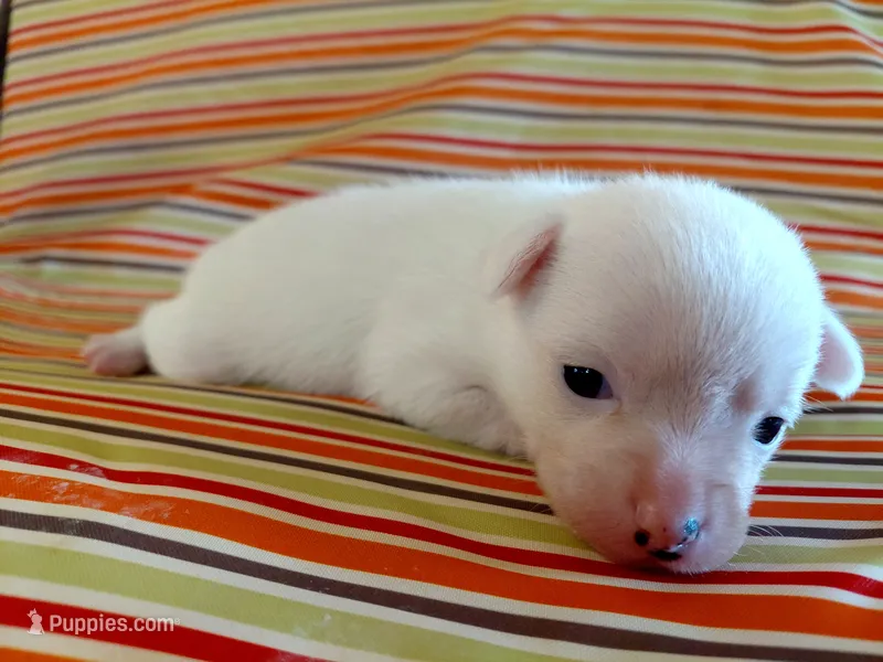 Chardonnay – Chihuahua, Chinese Crested puppy for sale in Lynchburg, VA