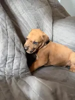 Apollo (silver), a male Great Dane for sale in Lynchburg, VA – Photo 2 of 4