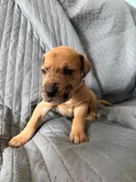 Apollo (silver), a male Great Dane for sale in Lynchburg, VA – Photo 4 of 4